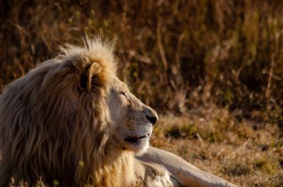 Comment photographier la faune sauvage sans la déranger ?