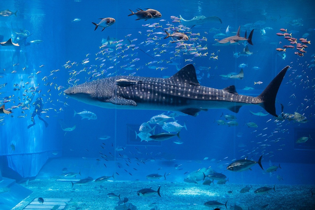 découvrez le monde fascinant des requins-baleines, ces géants des mers. apprenez tout sur leur habitat, comportements, et les efforts de conservation pour protéger ces créatures majestueuses.