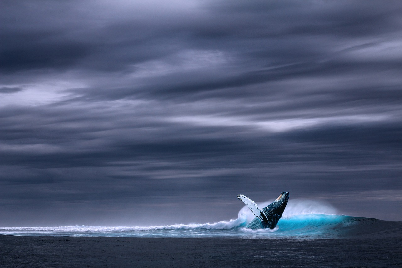 découvrez le fascinant monde des requins-baleines, ces majestueux géants marins. apprenez tout sur leur habitat, leur comportement et les efforts de conservation pour protéger ces créatures uniques de l'océan.