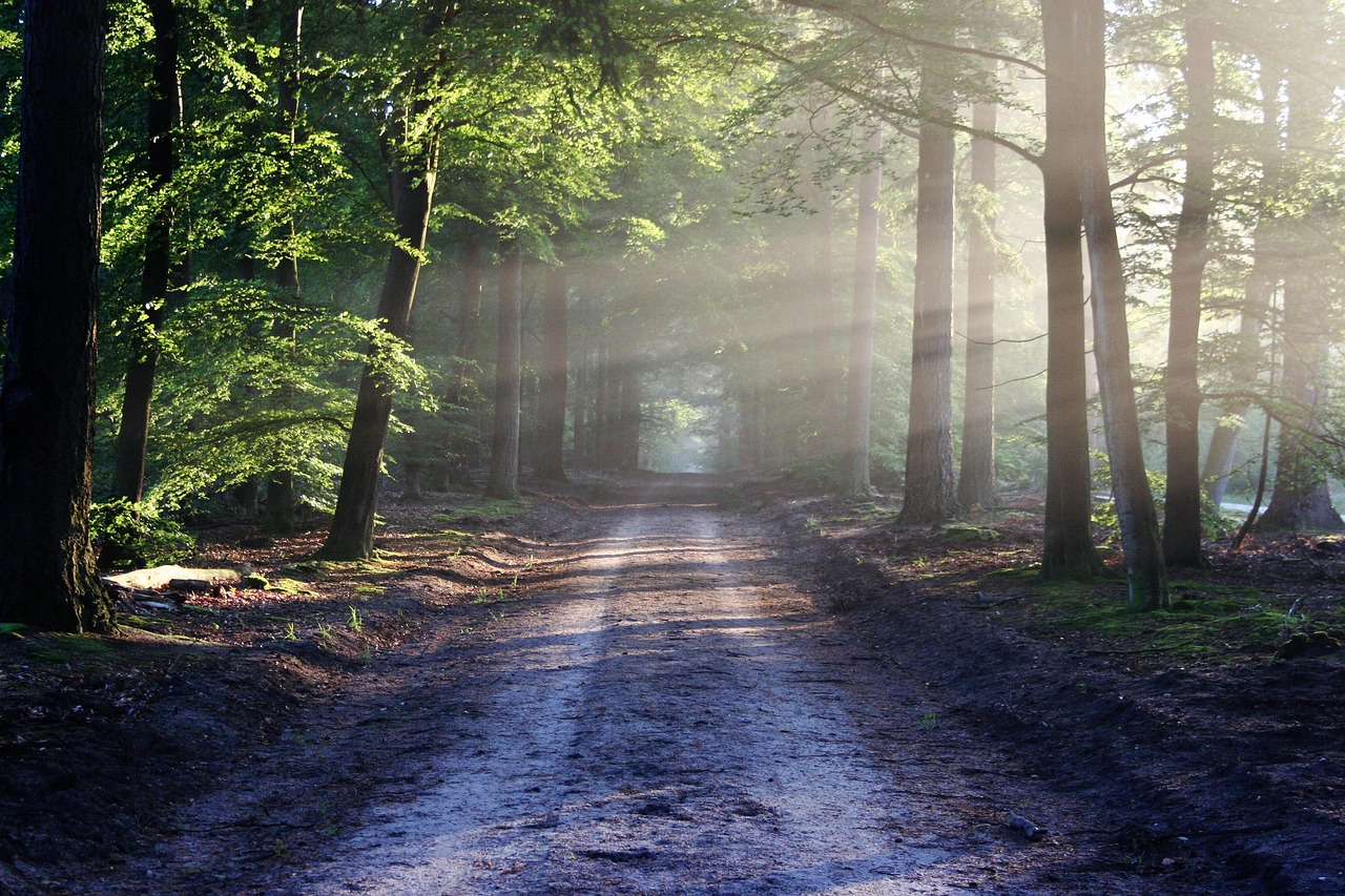 découvrez la beauté et la diversité de la nature : forêts, montagnes, animaux sauvages et paysages époustouflants pour vous reconnecter avec l'environnement.